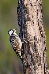 Red-cockaded Woodpecker